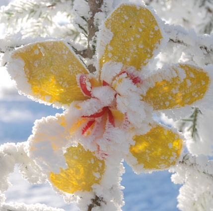 flower1.jpg