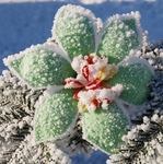 flower2.jpg